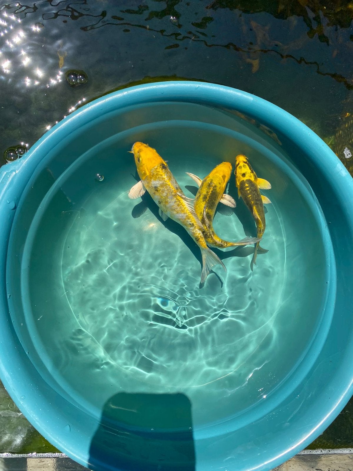 Koi karpers, Karper of Koi