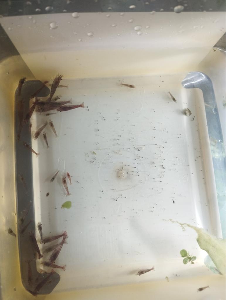 Uitgeselecteerde rode garnalen, Dieren en Toebehoren, Vissen | Aquariumvissen, Kreeft, Krab of Garnaal