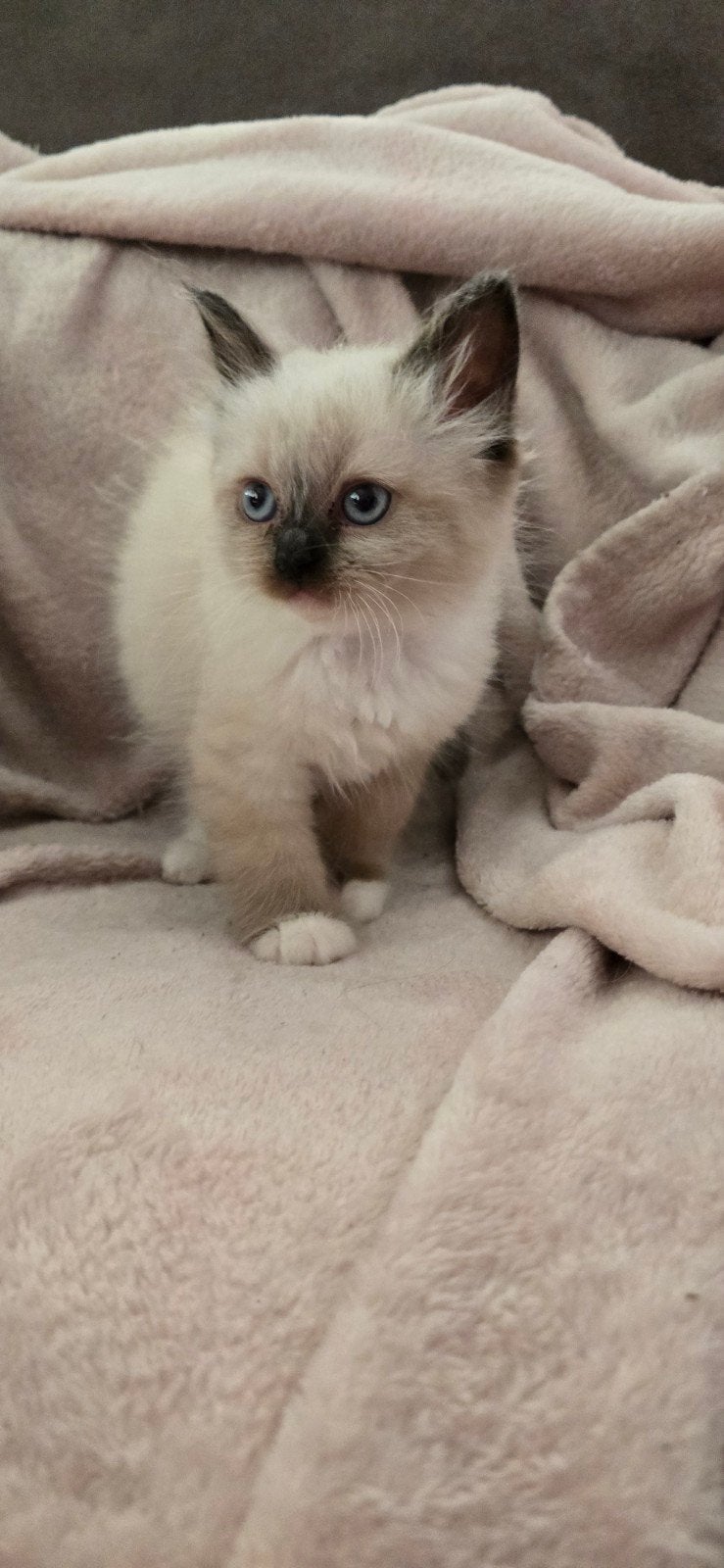 Mooi Ragdoll poesje, Poes, Ontwormd, 0 tot 2 jaar