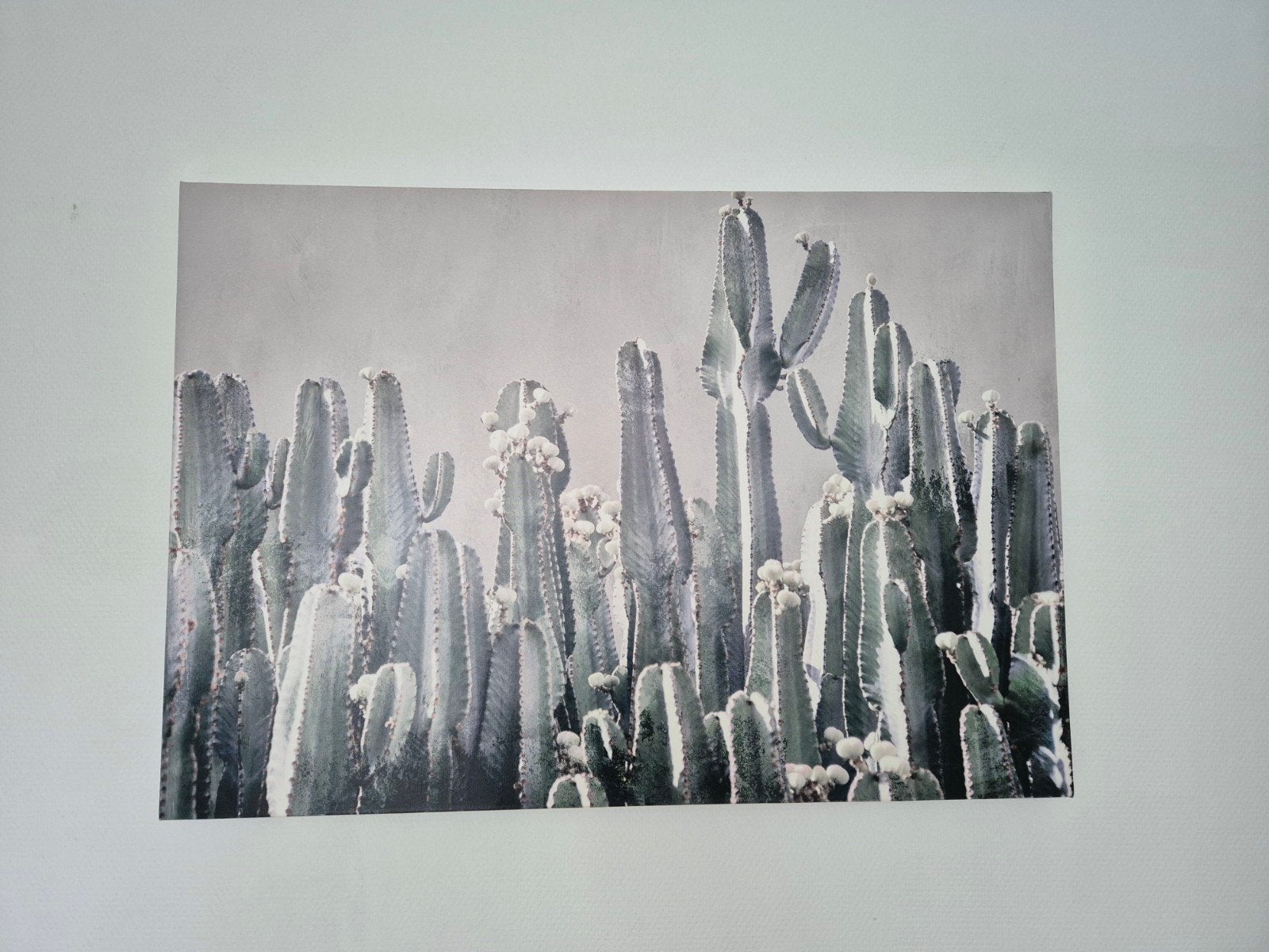 Canvas schilderij van cactussen - 61 x 87 cm, Ophalen, 50 – 75, Zo goed als nieuw, Schilderij