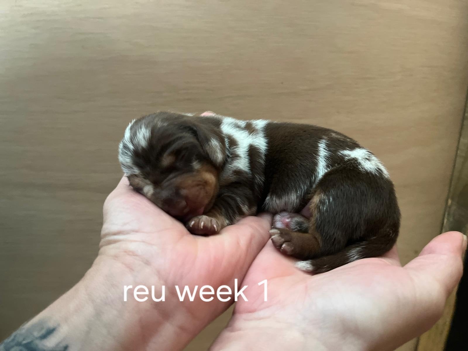 mooie teckelpups korthaar, 8 tot 15 weken, Korthaar, Dwerg, Meerdere