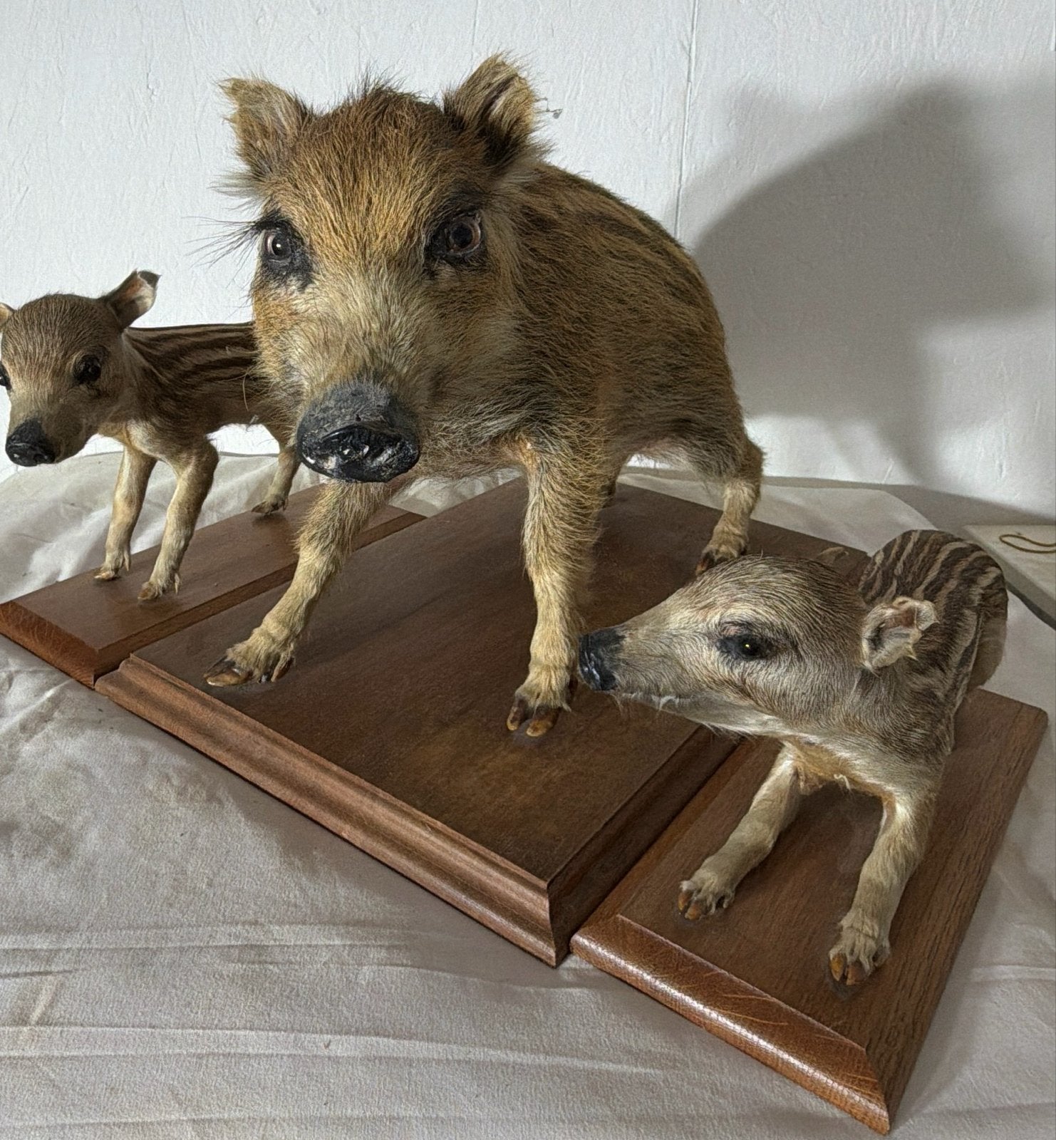 Opgezette wilde zwijnen familie - uniek decoratiestuk, Ophalen of Verzenden, Zo goed als nieuw, Wild dier, Opgezet dier