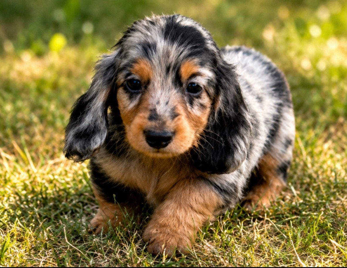 Prachtige langhaar Kaninchen/Dwerg Teckelpups, Parvo, 8 tot 15 weken, Dwerg, Langhaar