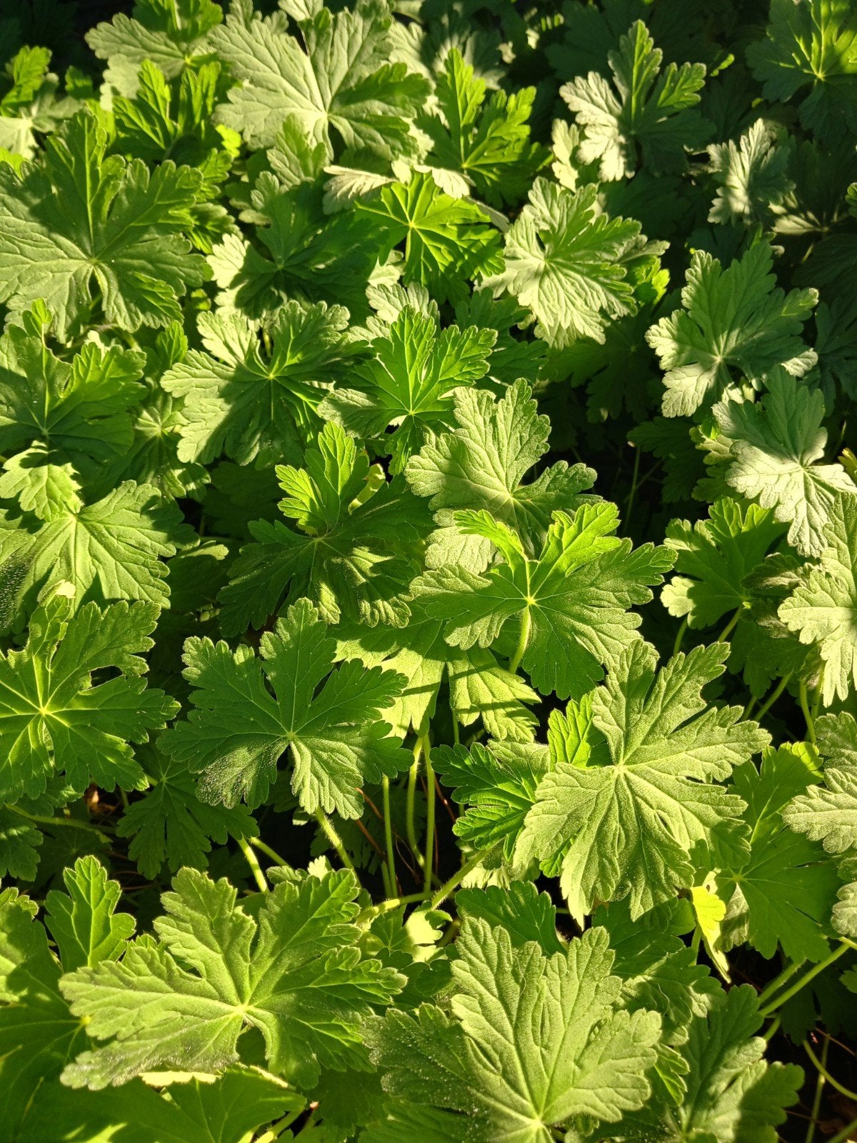 geranium macrorrhizum planten, Ophalen, Overige soorten, Halfschaduw