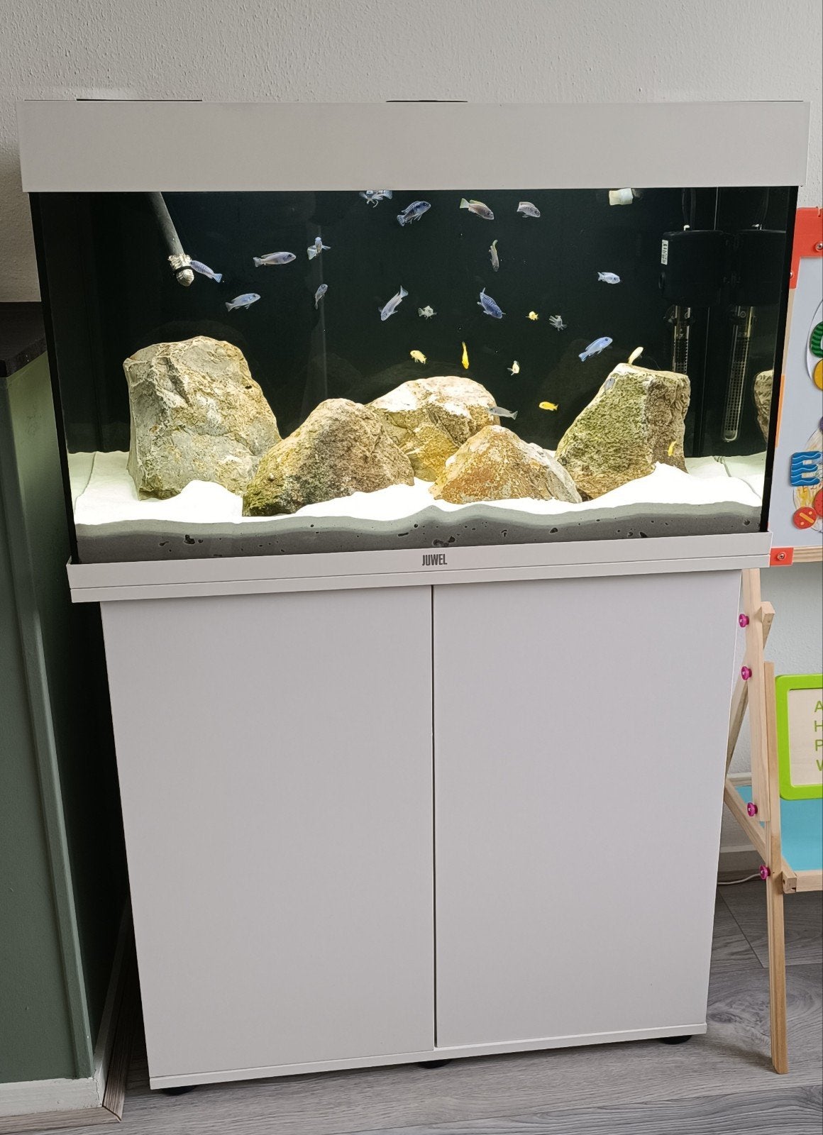 aquarium steenen . (Malawi cichliden ), Ophalen, Plant(en), Steen of Hout