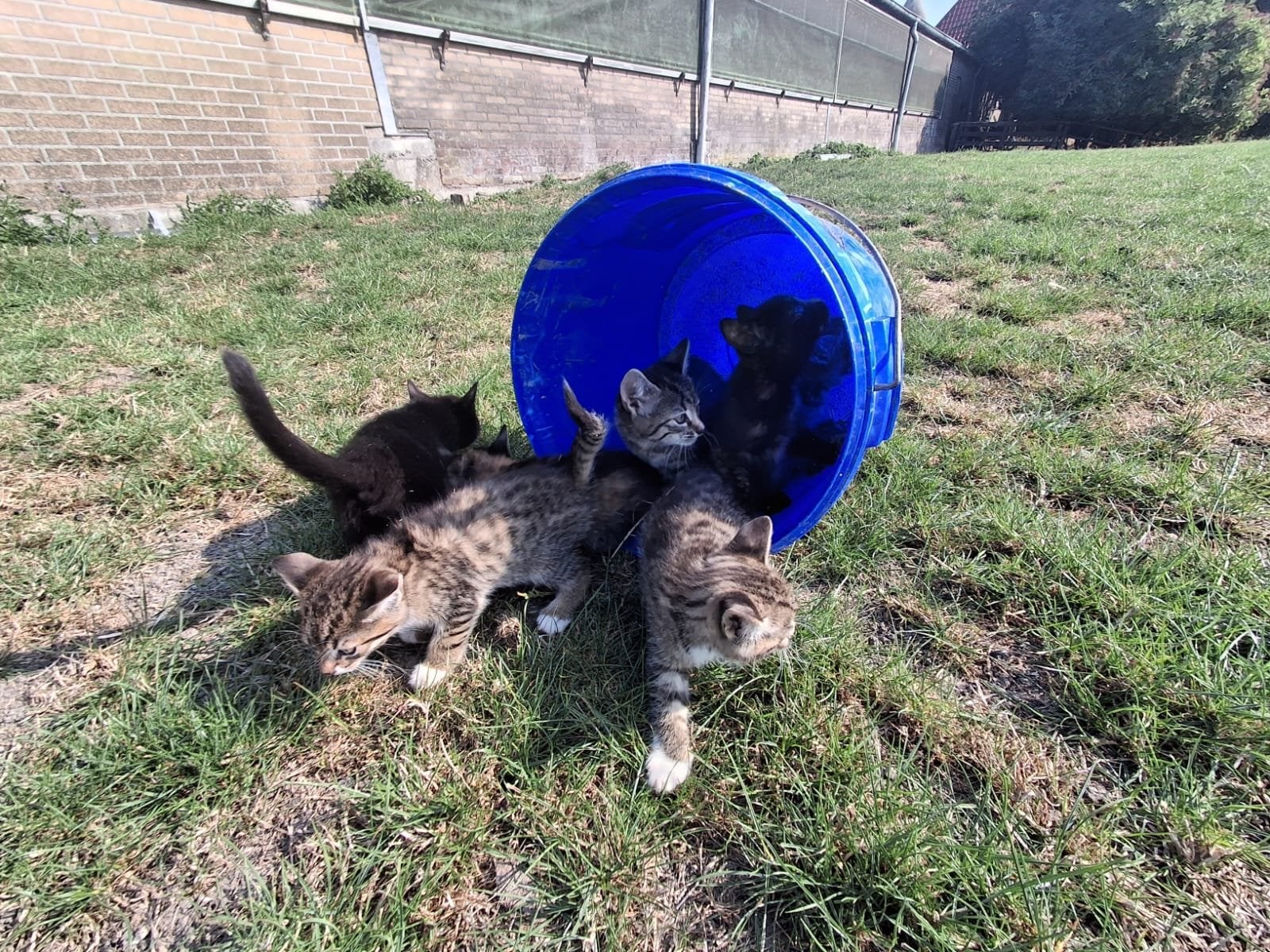 Boerderijkittens, Meerdere dieren, Kortharig, 0 tot 2 jaar