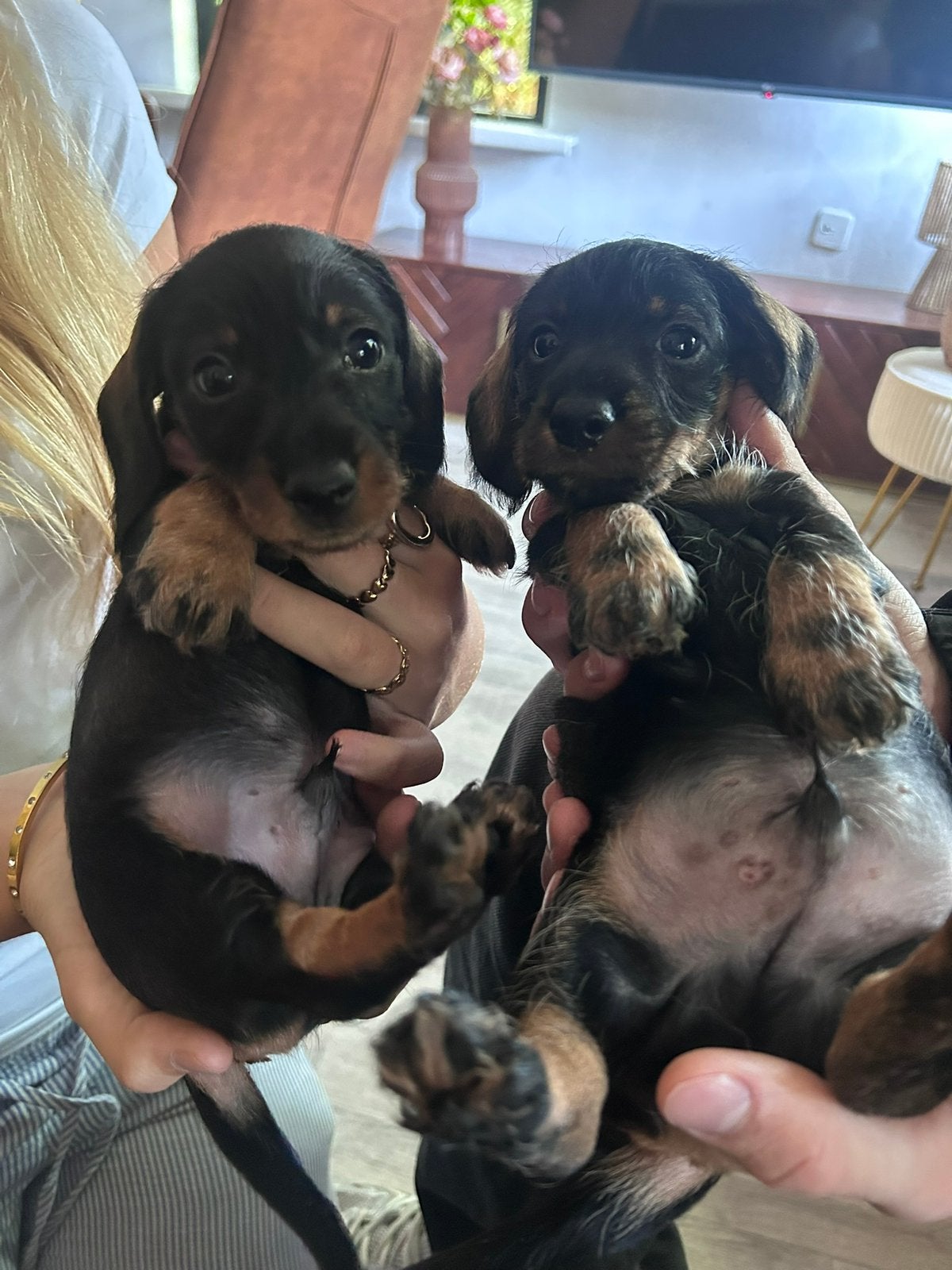 Ruwharige dashhond teckel, 8 tot 15 weken, Korthaar, Dwerg, Parvo