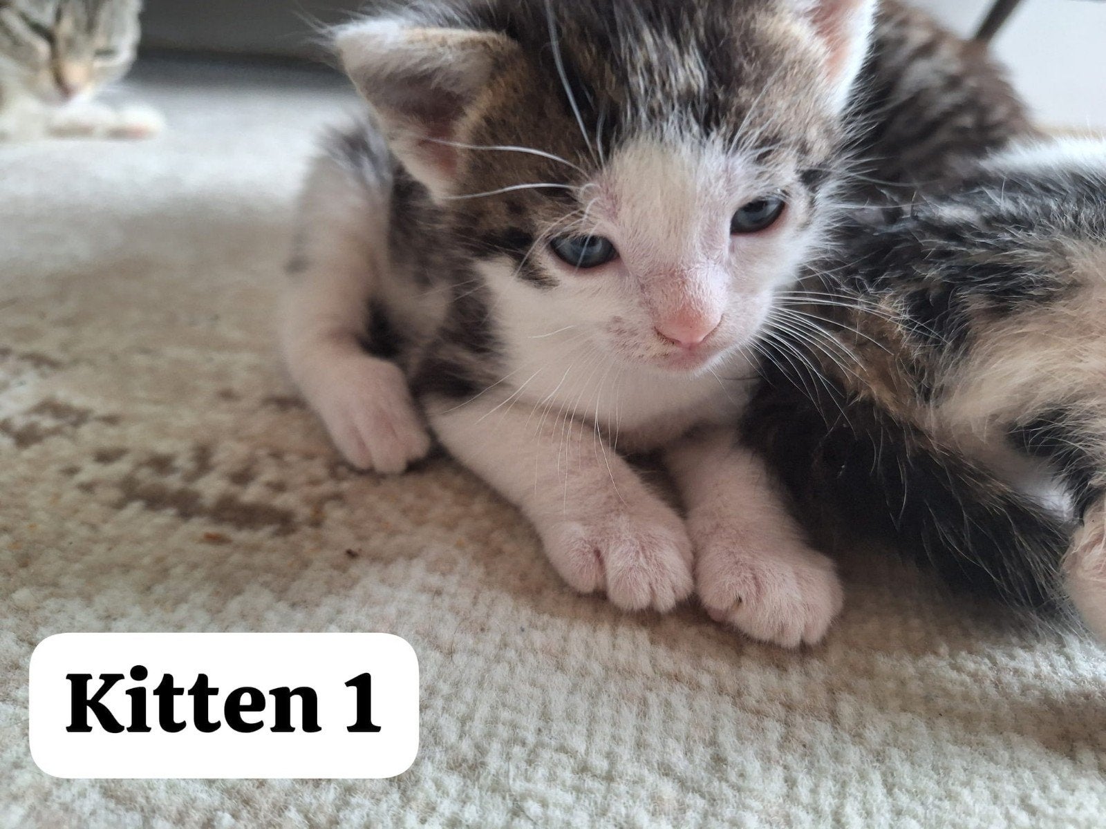 Kittens, Dieren en Toebehoren, Overige Dieren, Juni, Meerdere dieren