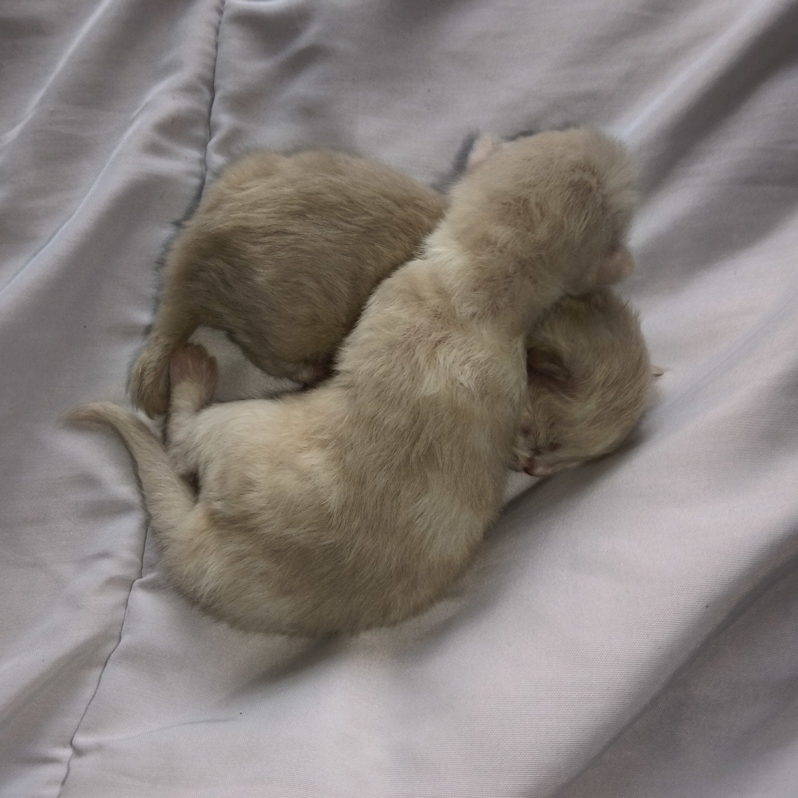 Twee lieve Ragdoll kittens zoeken een liefdevol thuis, Meerdere dieren, Ontwormd