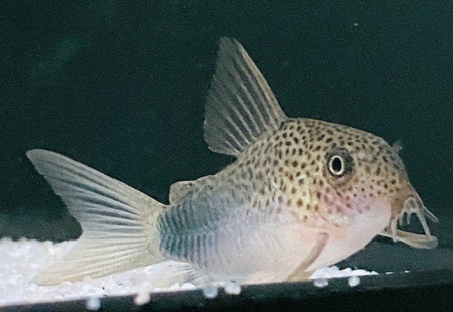 Corydoras (Hoplisoma) Similis (Simile) – 5 voor €30, Vis, Zoetwatervis, Schoolvis