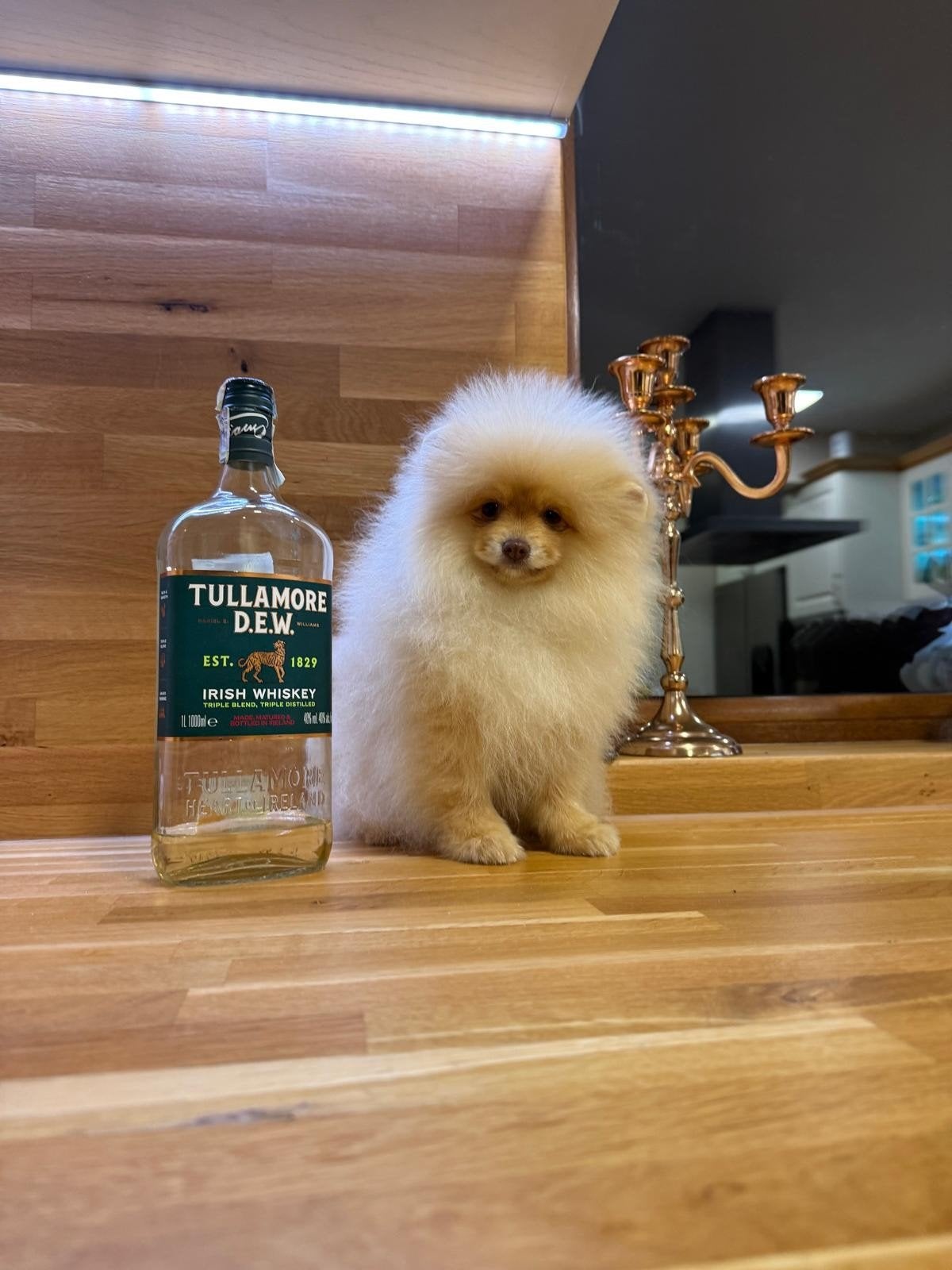 Pomeranian Pomeriaan