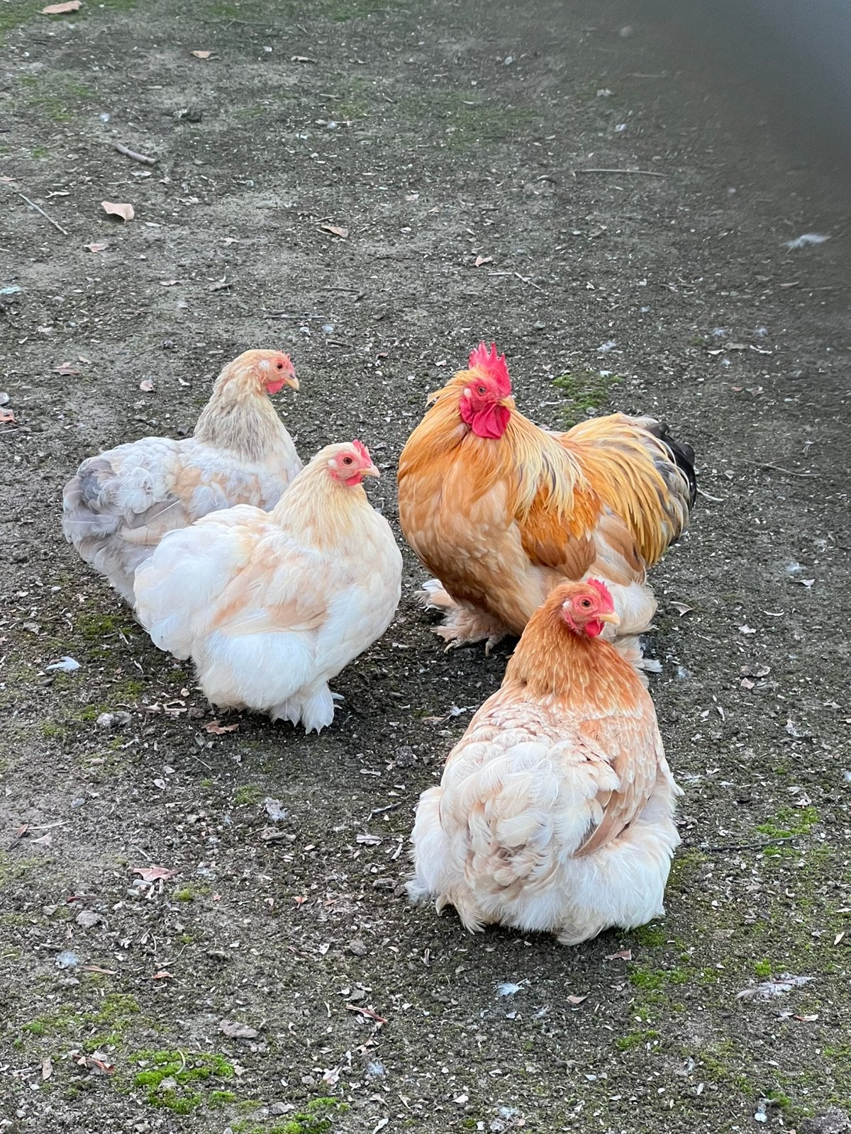 Mooi trio Cochin krieltjes, Meerdere dieren, Kip