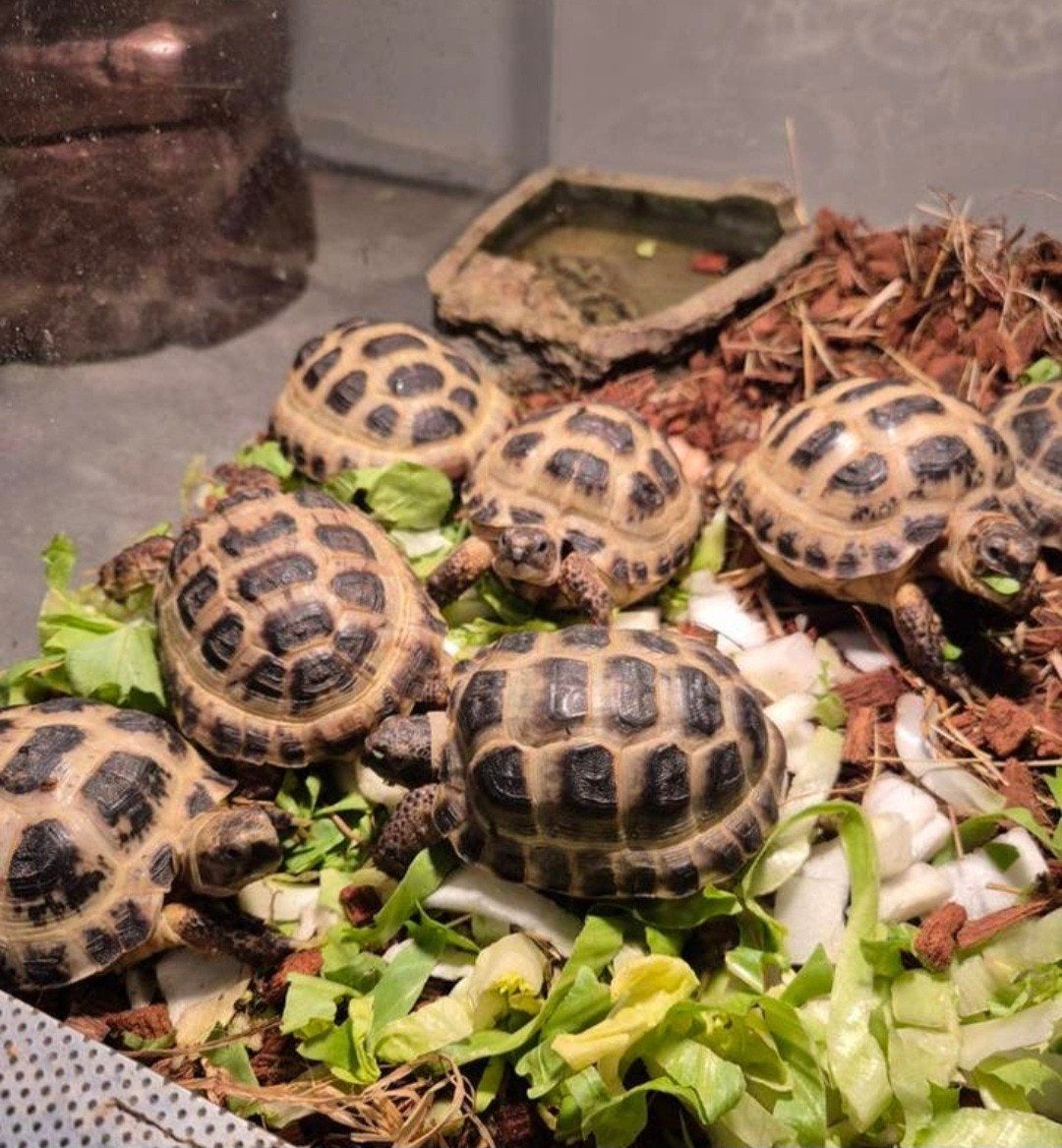 Vierteen baby, Schildpad, 0 tot 2 jaar