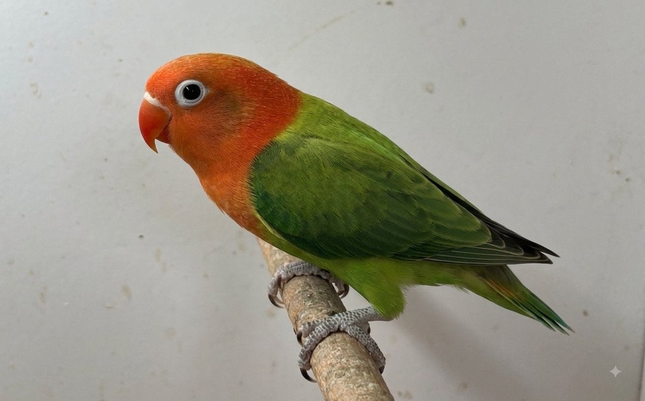 Jonge groene opaline agapornis fischeri dwergpapegaai, Dieren en Toebehoren, Vogels | Parkieten en Papegaaien, Geslacht onbekend