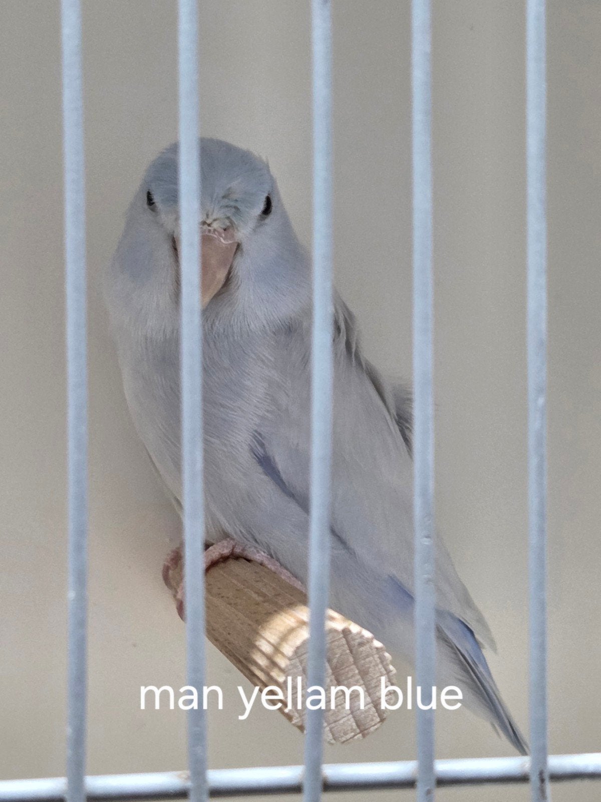 forpus coelestis yellam blue, Mannelijk, Parkiet, Geringd