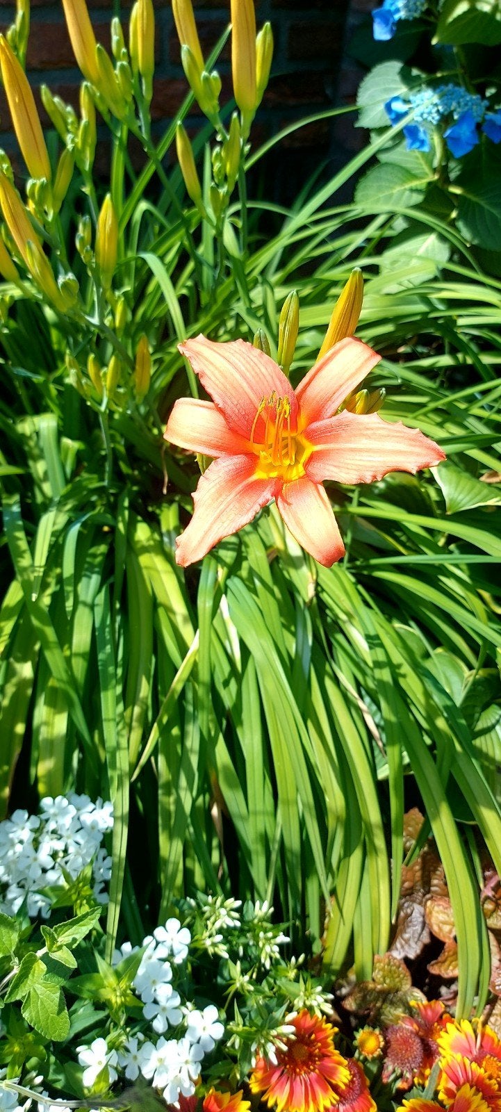 Hemerocallis Daglelie rood - geel potgekweekt, Tuin en Terras, Planten | Tuinplanten, Ophalen, Overige soorten
