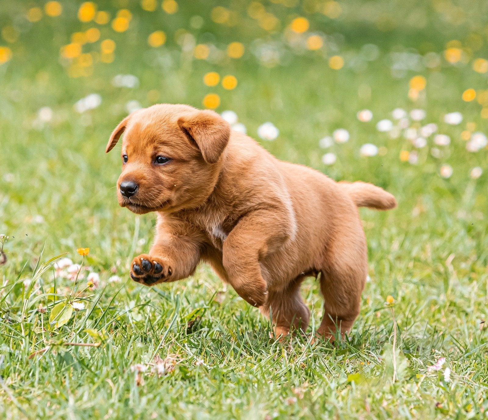 Nog maar 2 lieve mooie Fox Red Labrador puppy's te koop, Dieren en Toebehoren, Honden | Retrievers, Spaniëls en Waterhonden, 8 tot 15 weken