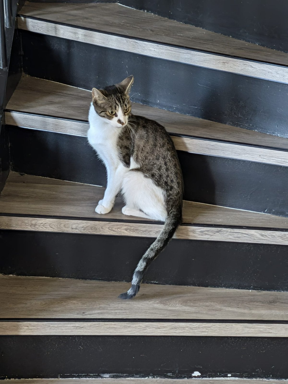 Twee hele lieve poesen moeder en dochter, Poes