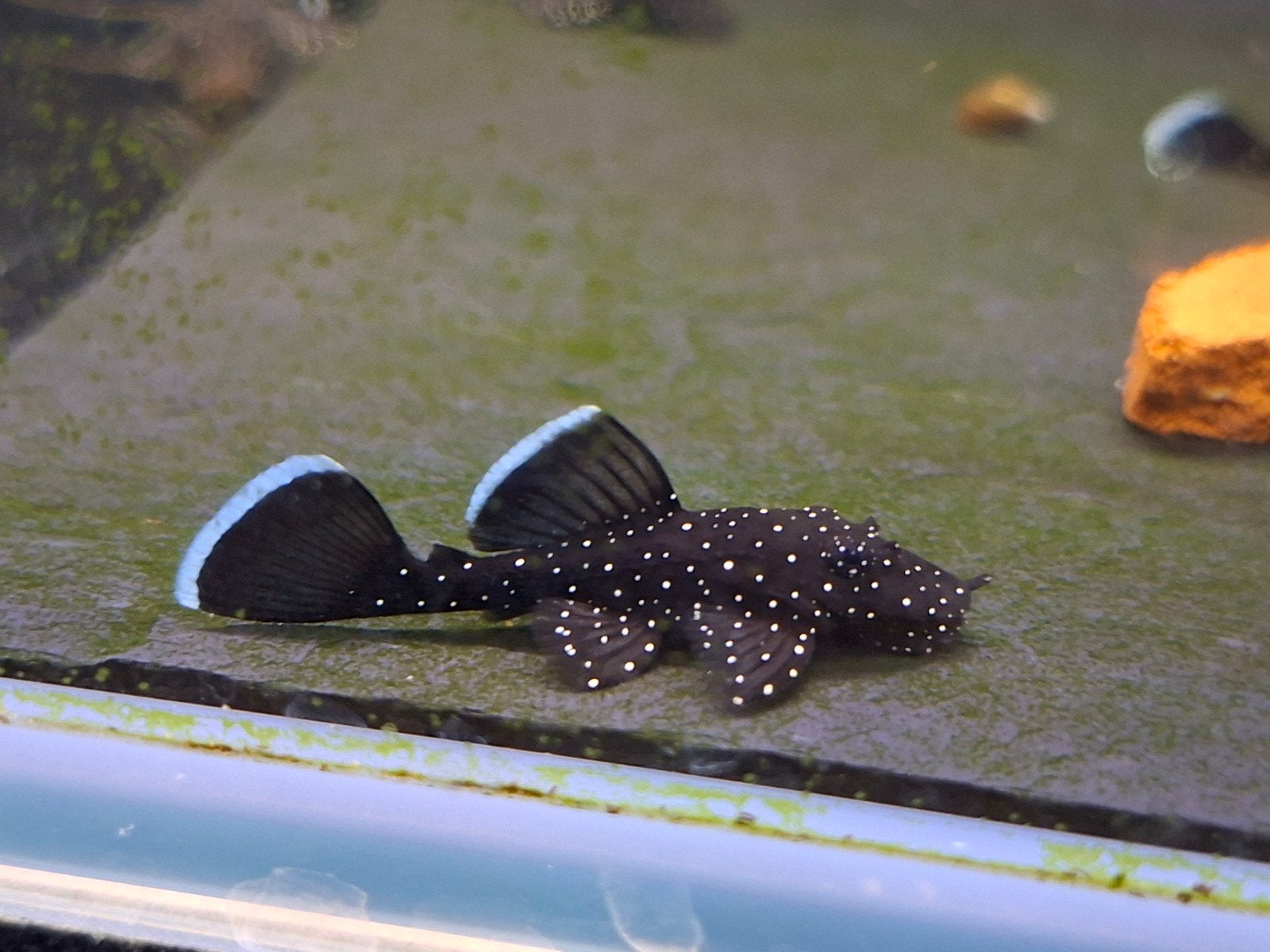 L181 Peppermint pleco, Vis