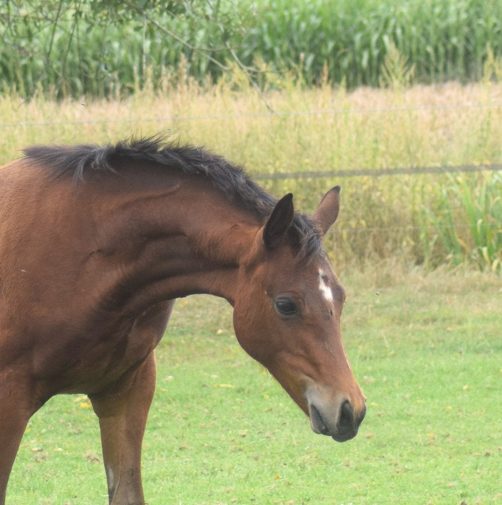 Interessant gefokt NWR hengstveulen, Niet van toepassing, 0 tot 2 jaar, Hengst, Met stamboom