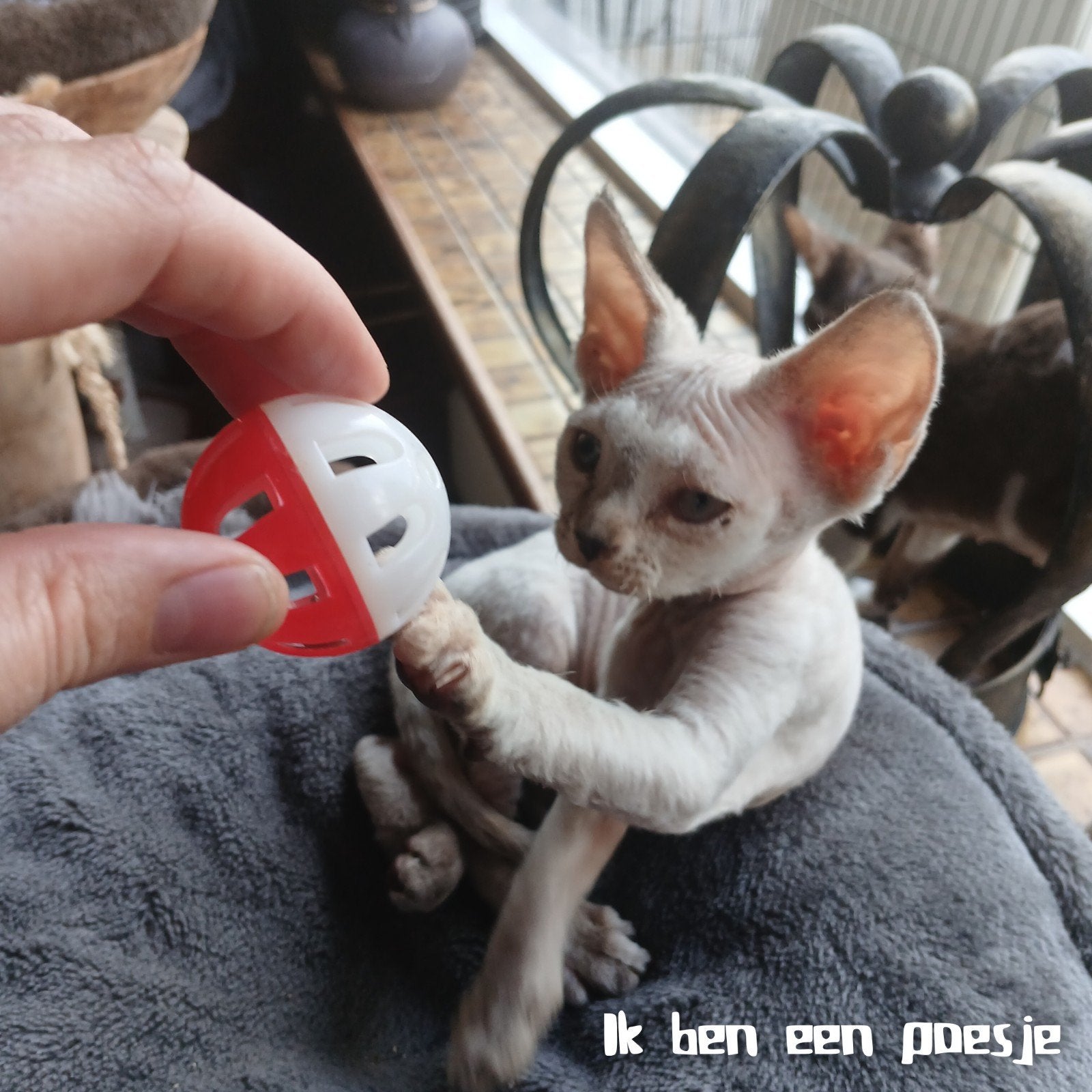Devon Rex 🩷🩷🩵 kittens 10 weken oud zoeken warm huisje, Dieren en Toebehoren, Katten en Kittens | Raskatten | Korthaar, Meerdere dieren