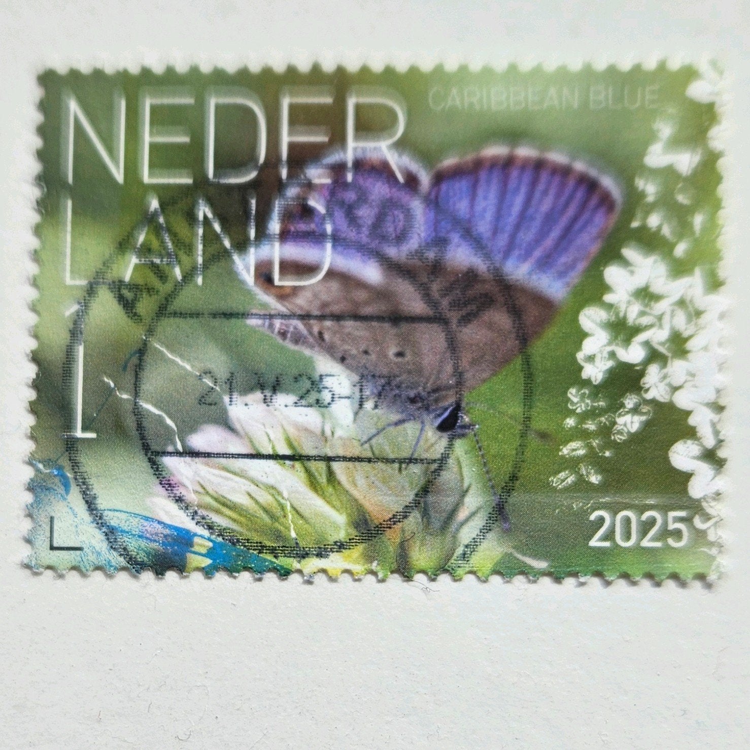 2025 NL beleef de natuur Caribbean Blue vlinder gestempeld, Postzegels en Munten, Ophalen of Verzenden, Na 1940, Gestempeld