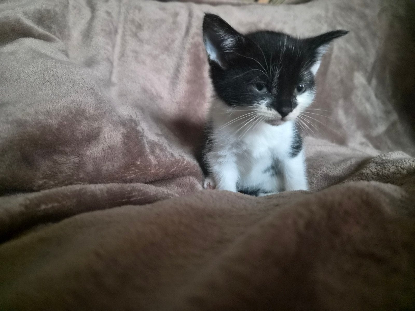 Prachtig zwart-wit 'tuxedo' kitten zoekt een liefdevol thuis
