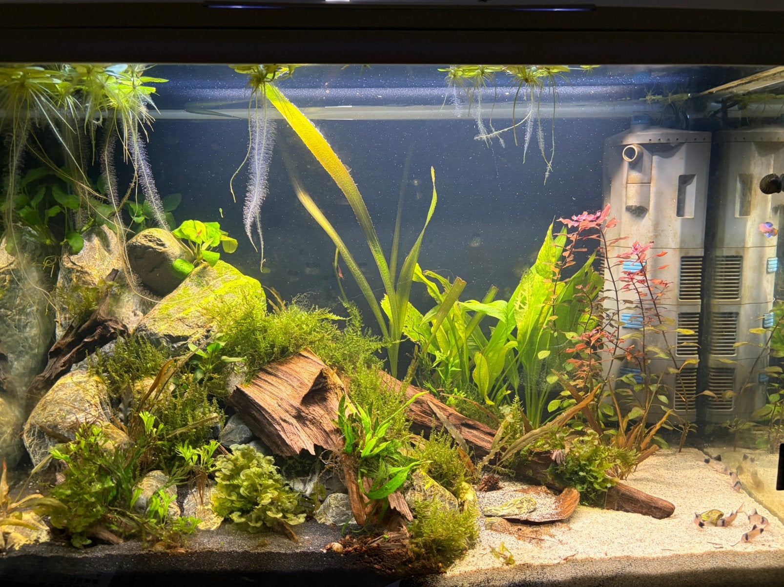 Aquarium weggeef/ruil whatsapp groep voor liefhebbers, Ophalen of Verzenden, Zo goed als nieuw, Plant(en), Steen of Hout