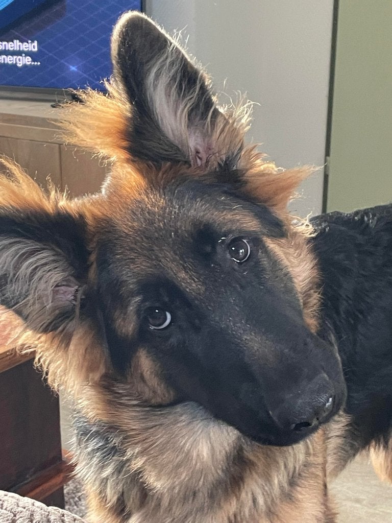 Gratis af te halen een Duitse Herder., Dieren en Toebehoren, 1 tot 2 jaar, Teef, Eén hond, CDV (hondenziekte)