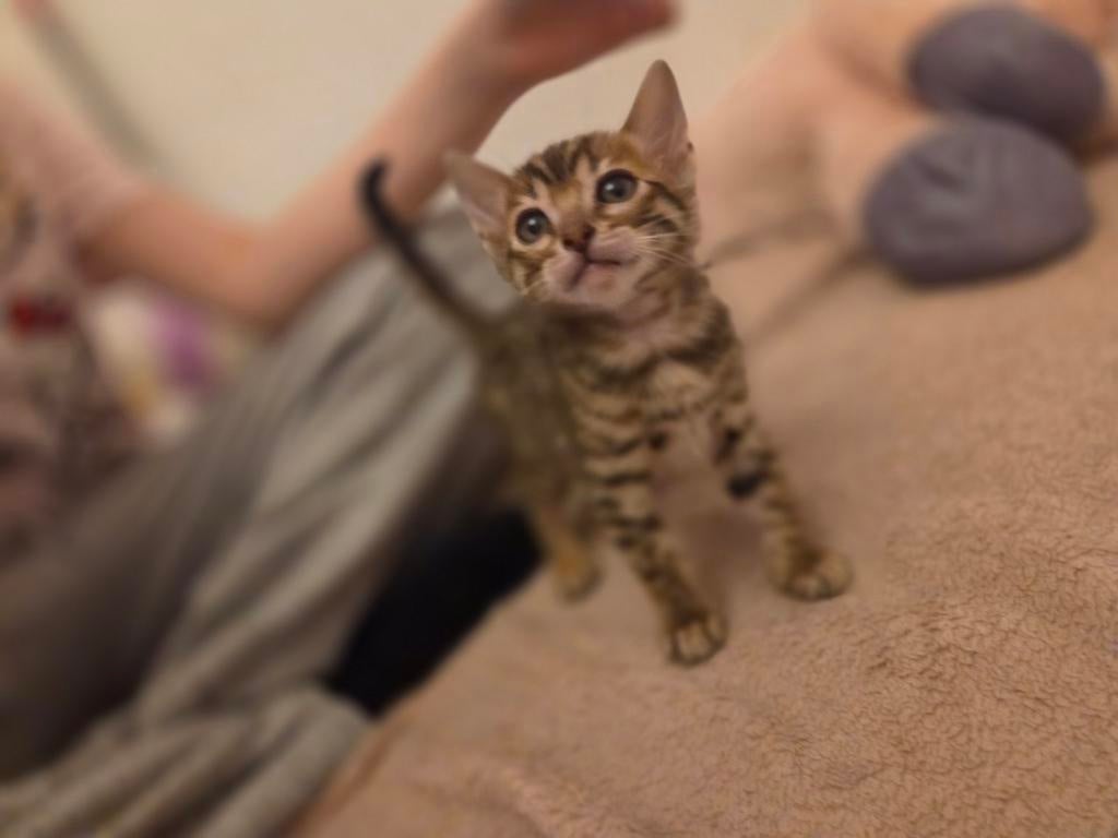 Bengaal kitten poesje, Poes