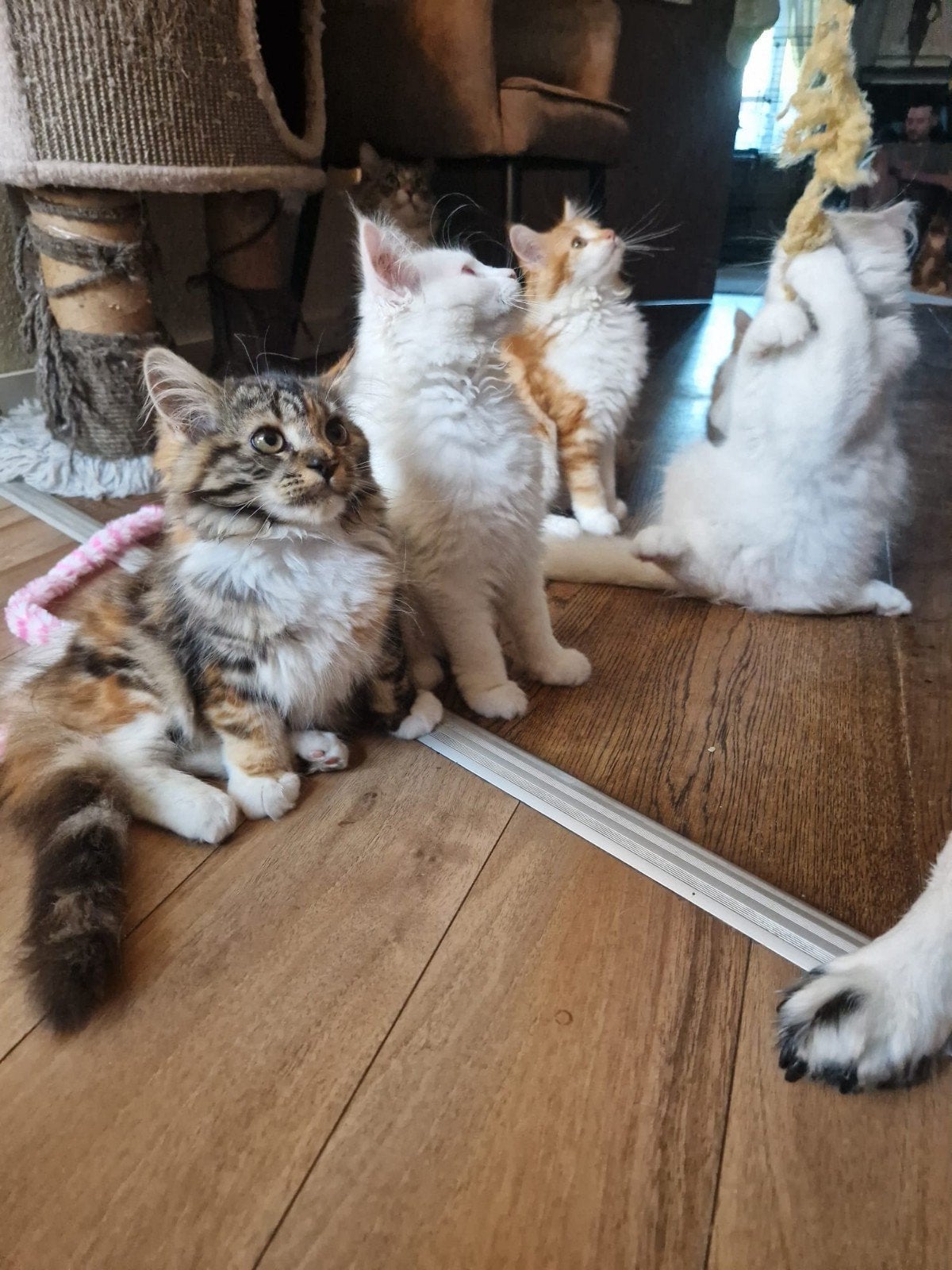 Tekoop geweldige 6 maine coon kittens 😍😹😻💙💞, Dieren en Toebehoren, Meerdere dieren, Ontwormd