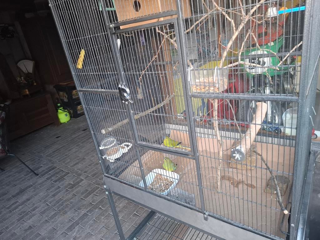 Te koop zeer mooie kooi met ele koppel ell eganten, Dieren en Toebehoren, Meerdere dieren, Parkiet