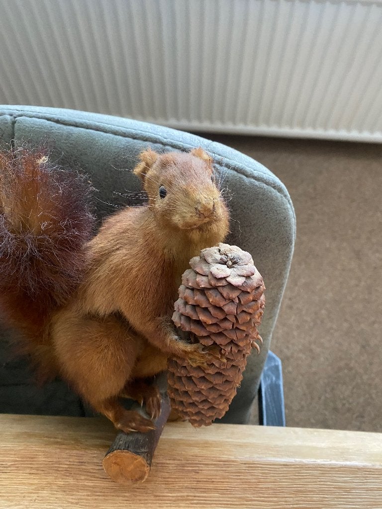 Opgezette eekhoorn, Verzamelen, Dierenverzamelingen, Ophalen, Zo goed als nieuw, Wild dier, Opgezet dier