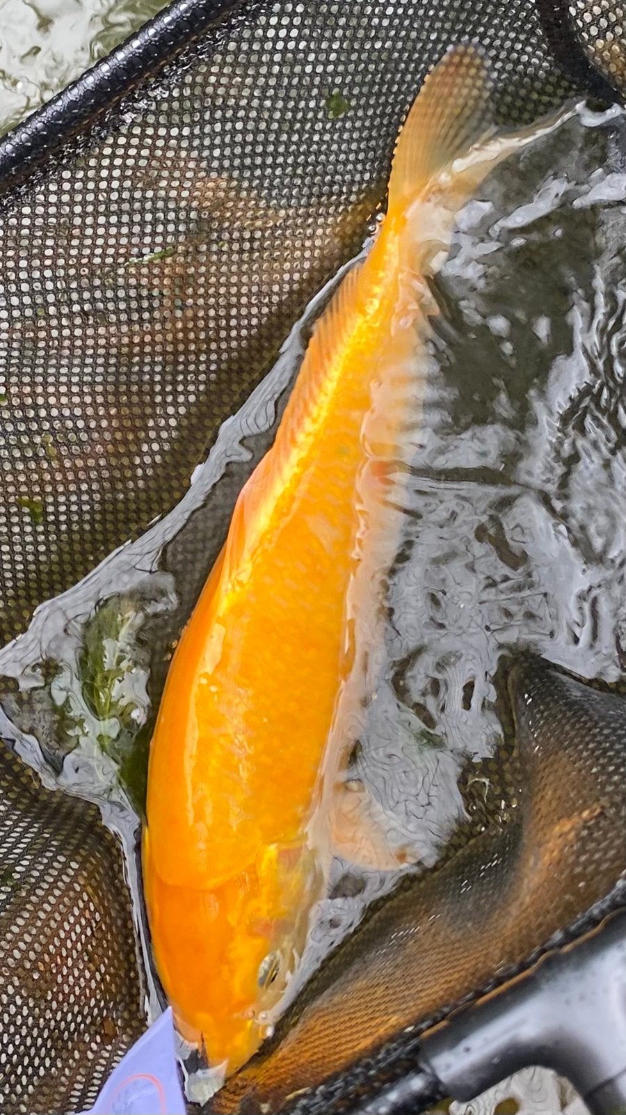 Koi Yoshikigoi Yamabuki te koop, Karper of Koi
