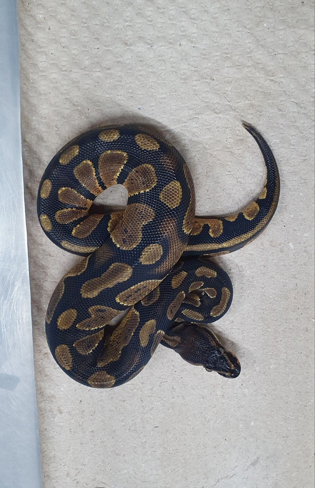 koningspython stuntprijzen Ball Python photo 2