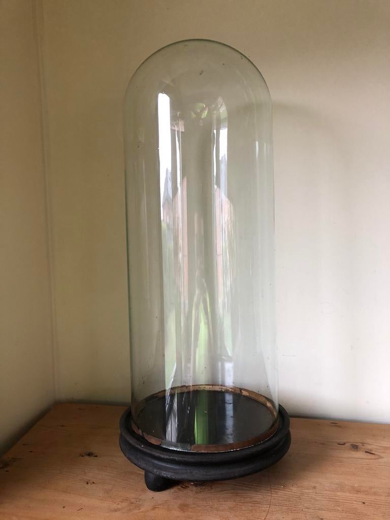 Glazen hoge antieke stolp op houten onderbord, Ophalen of Verzenden, Zo goed als nieuw