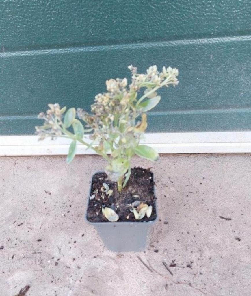 Sedum herbstfreude, Vaste plant, Halfschaduw, Lente, Ophalen