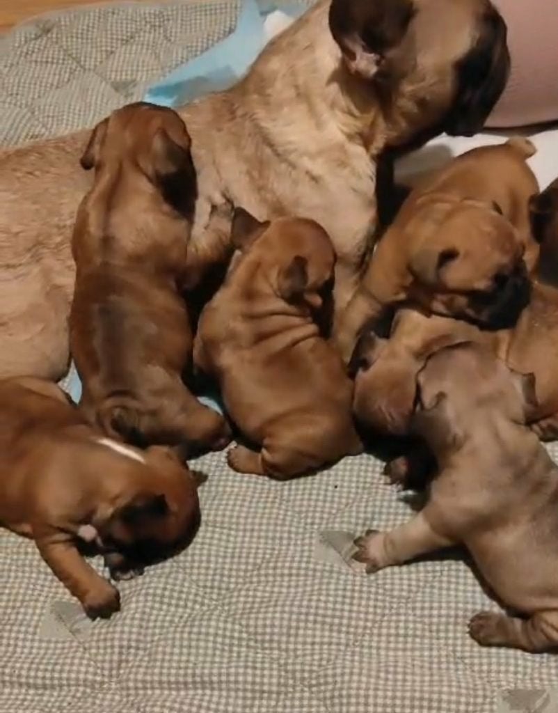 Franse Bulldog Pups met langere snuitjes Reutjes & Teefjes, 8 tot 15 weken, Meerdere, Meerdere dieren, Nederland