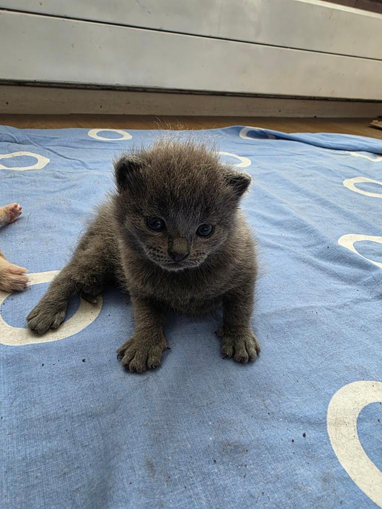 Poes grijs kittens, Dieren en Toebehoren, Poes