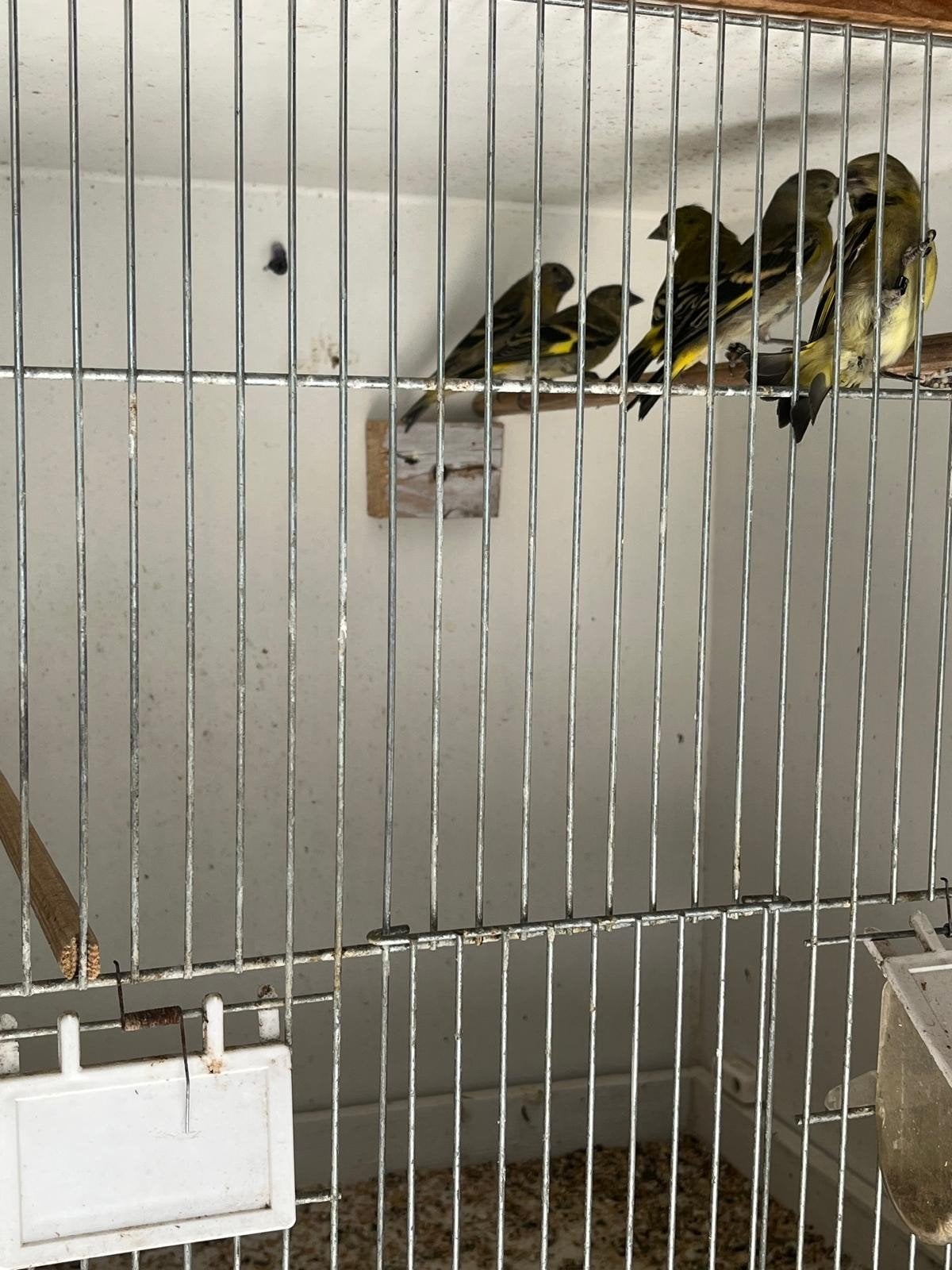 Zwartkopsijs te koop, Dieren en Toebehoren, Vogels | Overige Vogels