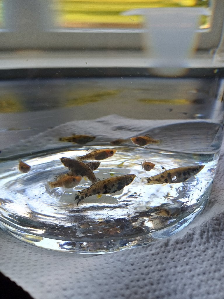 Tropische vissen hoogvinkarpers, Dieren en Toebehoren, Vis