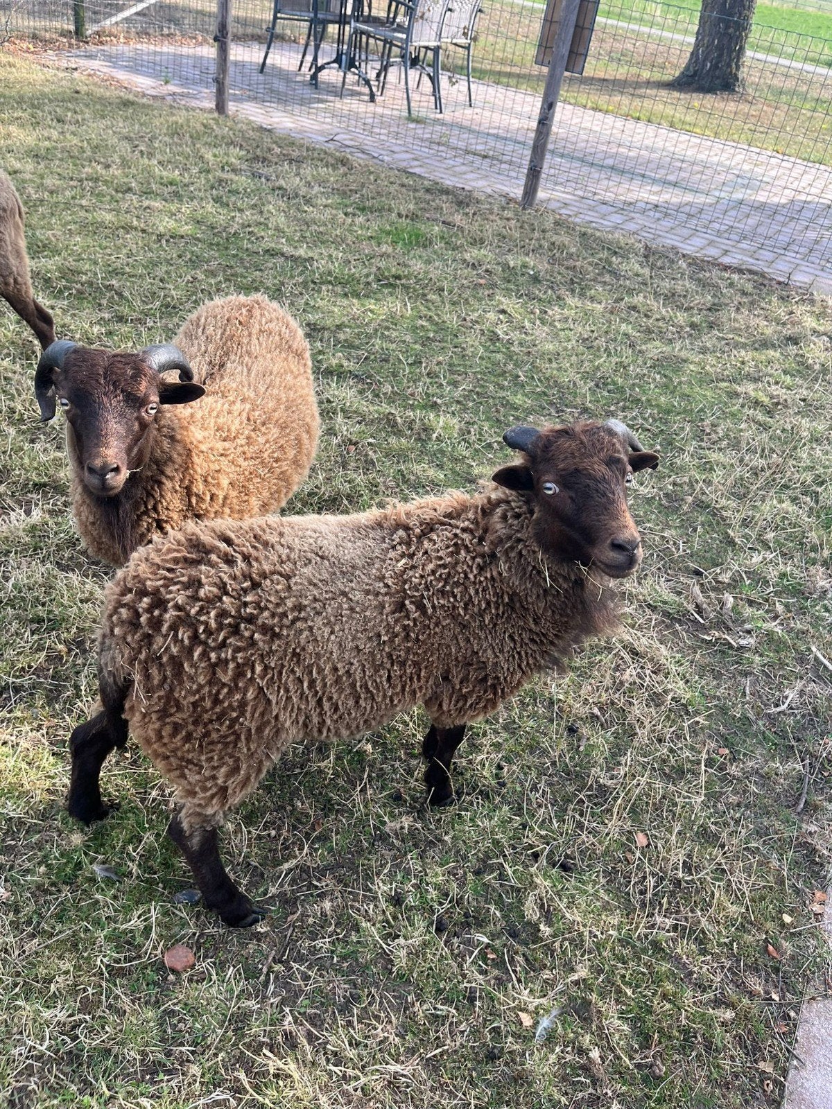 nieuwsgierige ouesant bokjes., Dieren en Toebehoren, Schapen, Geiten en Varkens, Mannelijk, Geit, 0 tot 2 jaar