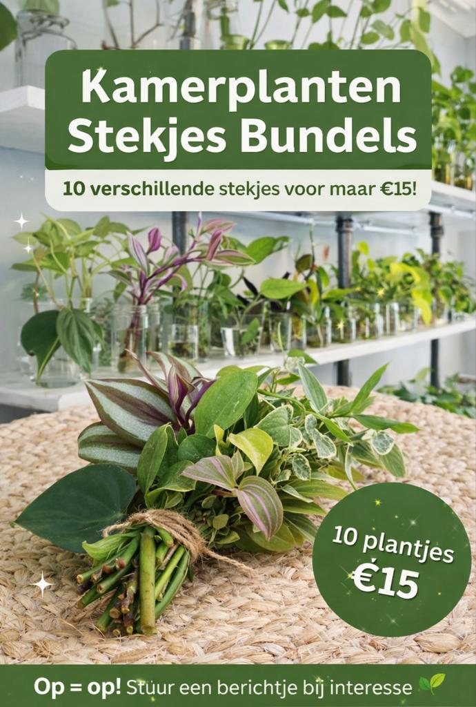 Kamerplanten Stekjes Bundel - 10 Verschillende Stekjes, Overige soorten, Minder dan 100 cm, Groene kamerplant, Halfschaduw