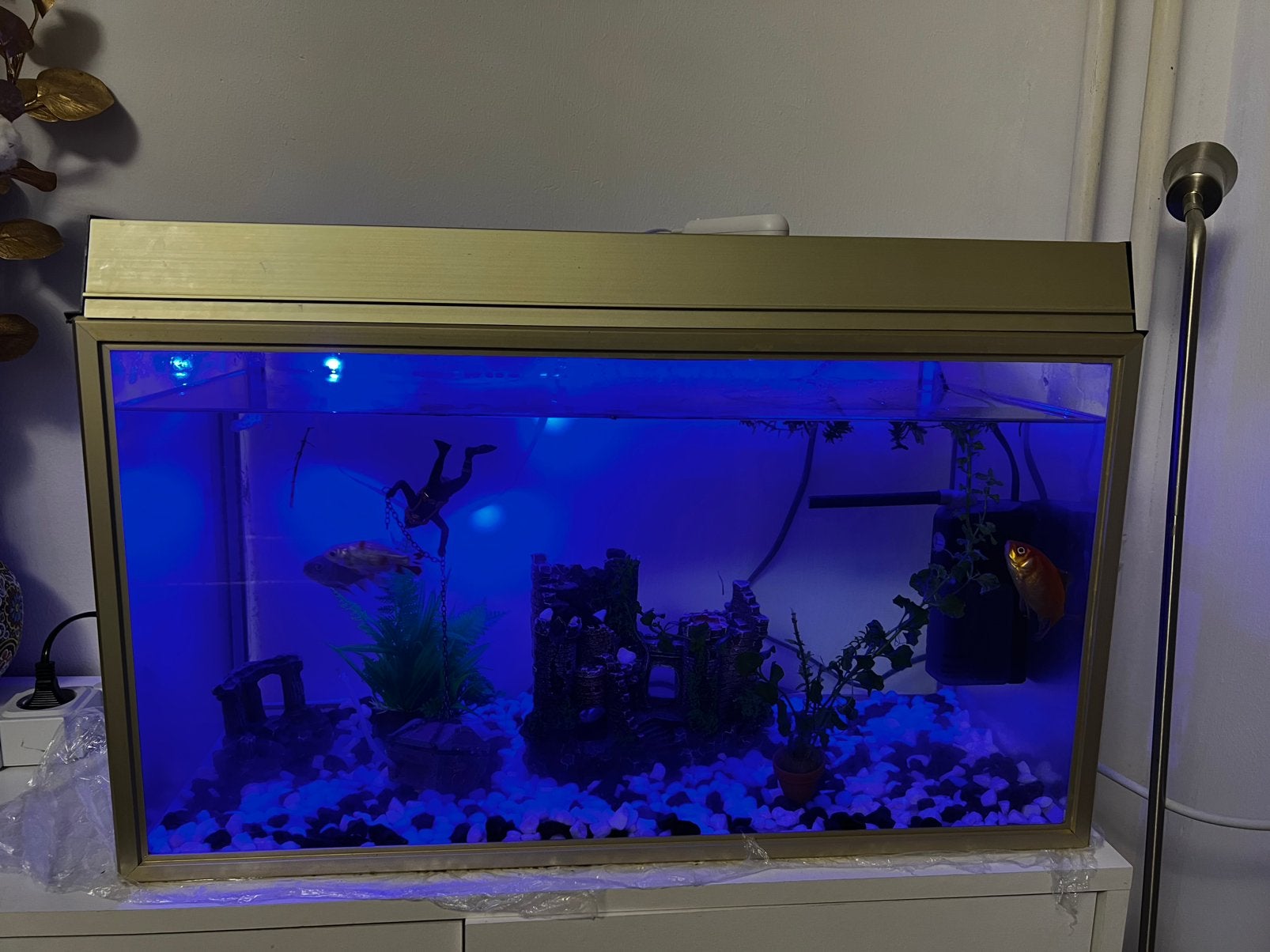 Aquarium, Antiek en Kunst, Ophalen of Verzenden