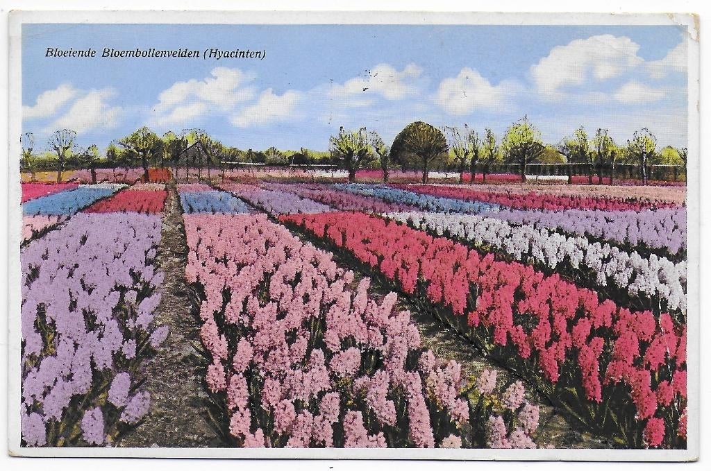 Bloenbollenvelden Hyacinten Ansichtkaart Uit 1935 (B6666), Ophalen of Verzenden, 1920 tot 1940, Gelopen