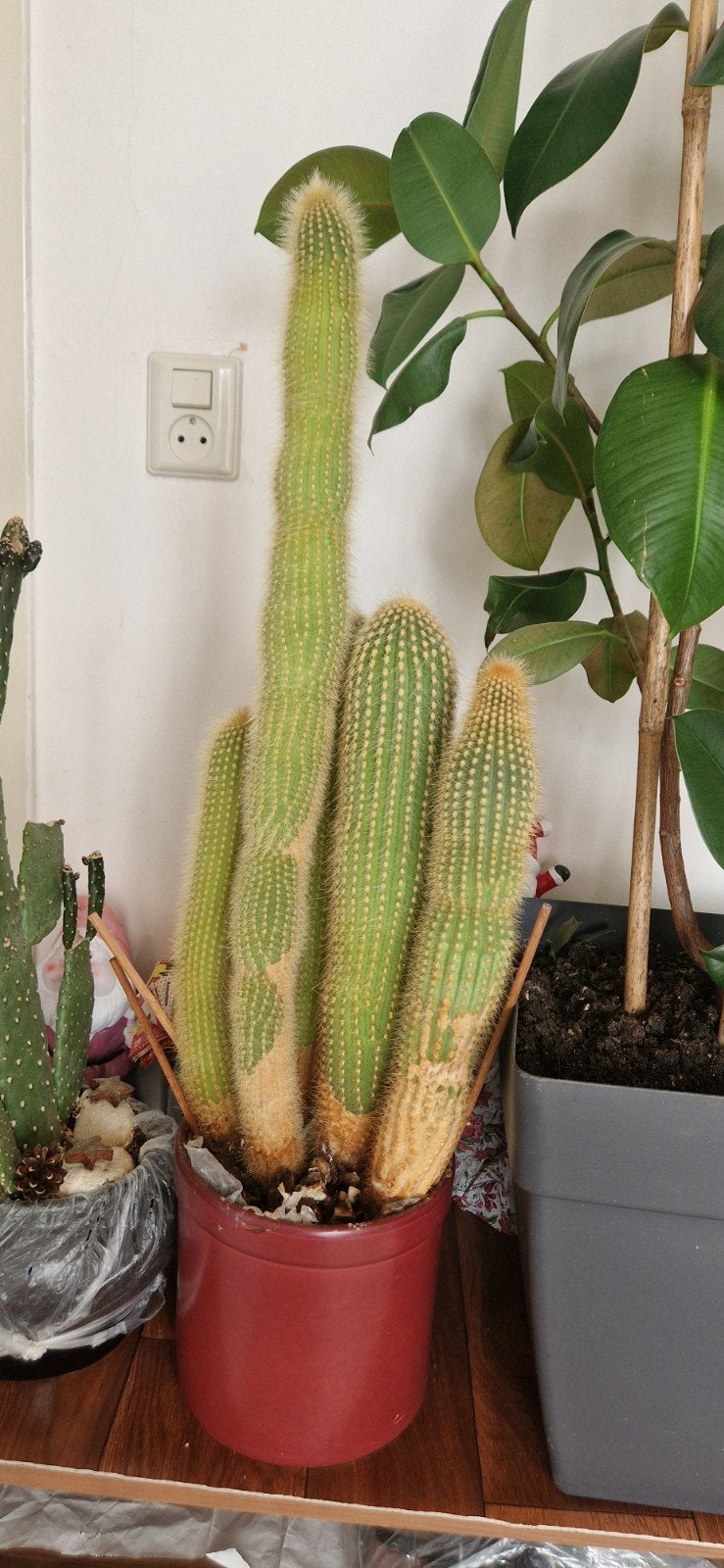 Cactus groot 65cm, Huis en Inrichting, Kamerplanten, Ophalen, Cactus, Volle zon, Minder dan 100 cm