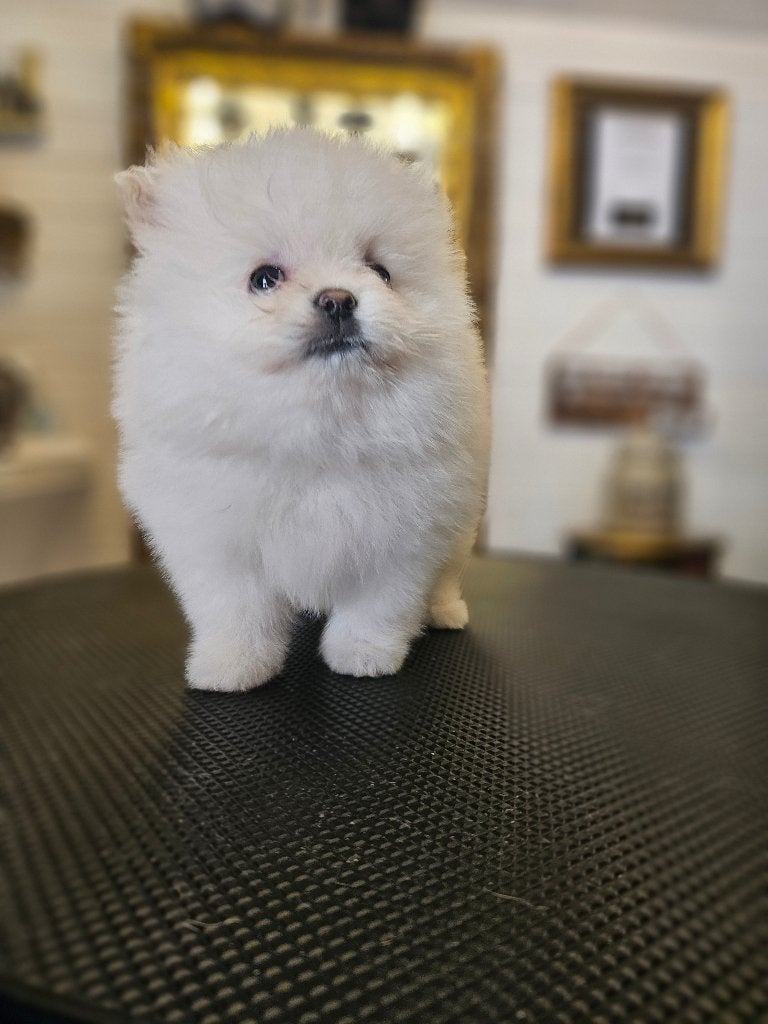 Mooie pomeriaan pup teefje, Overige rassen, 8 tot 15 weken, Teef, Parvo