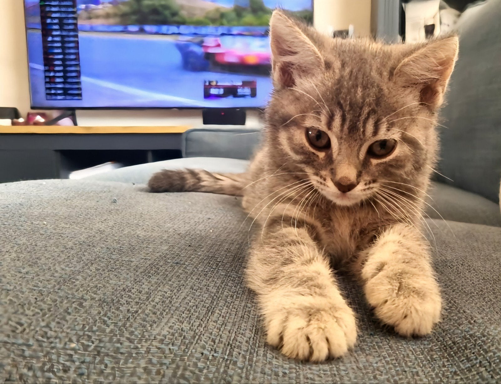 schattige kruising britse langhaar kittens, Dieren en Toebehoren, Meerdere dieren