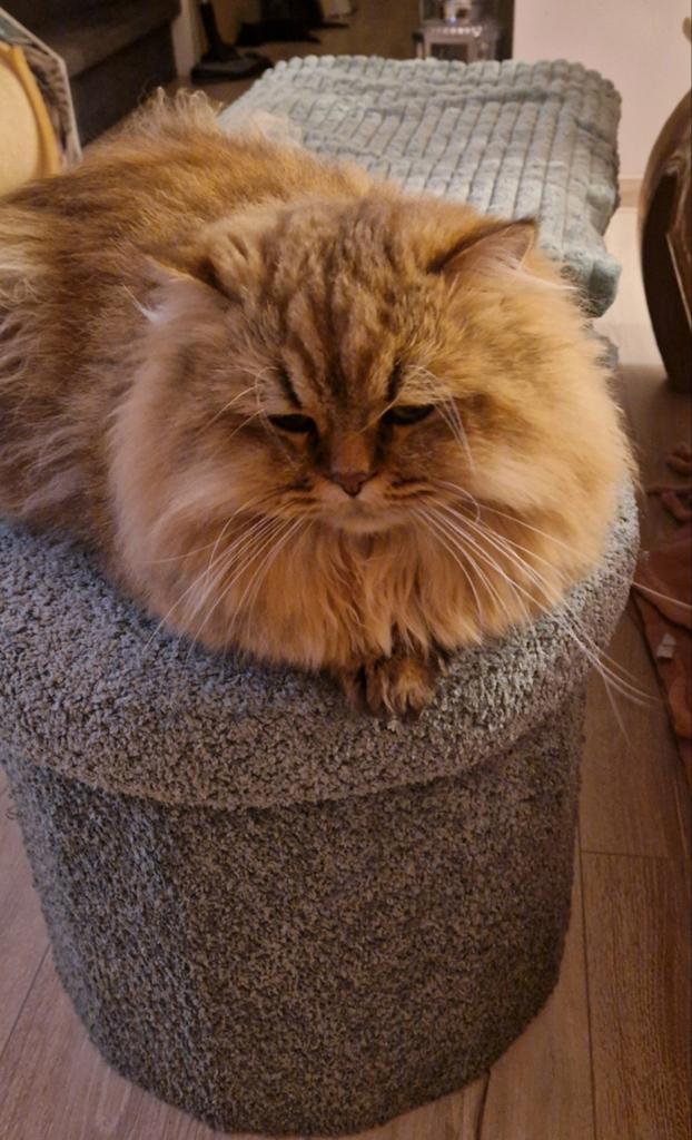 Britse Golden Langhaar kater ter dekking aangeboden., Dieren en Toebehoren, Katten en Kittens | Raskatten | Langhaar, Kater