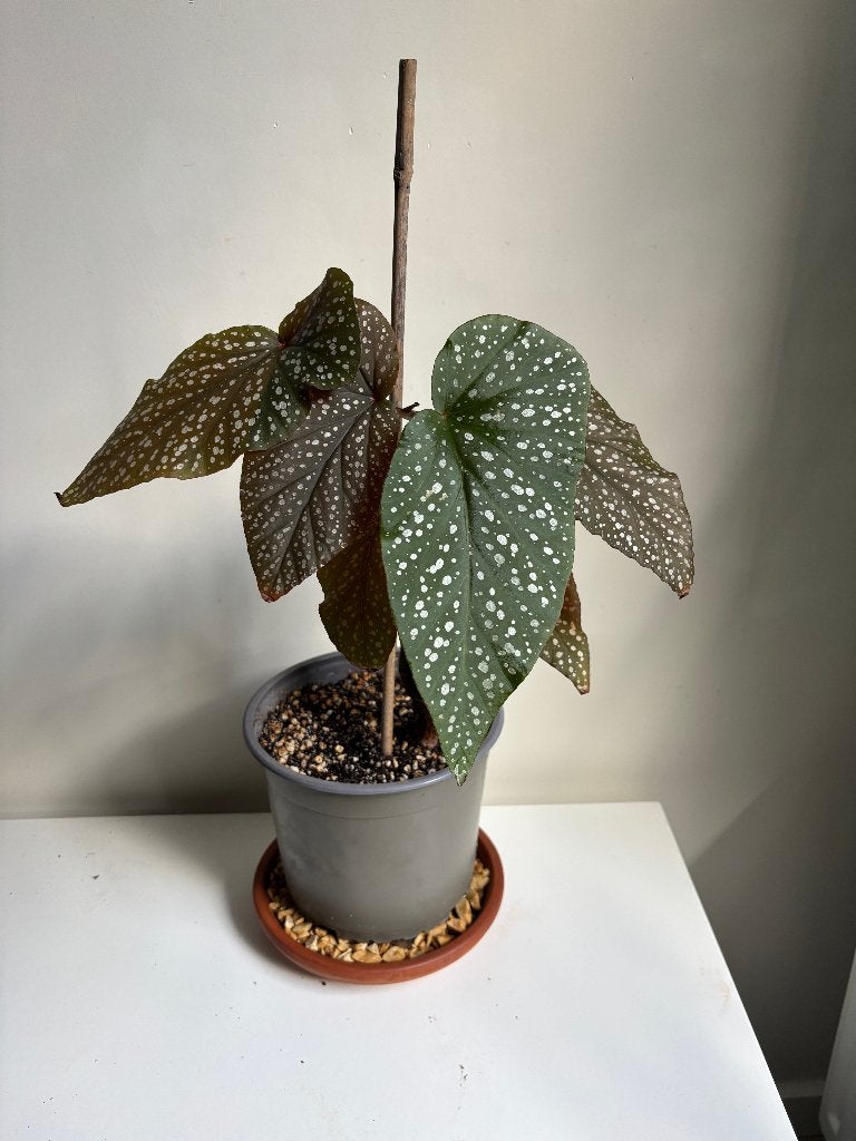 Begonia Maculata Kamerplant, Ophalen, Halfschaduw, Minder dan 100 cm
